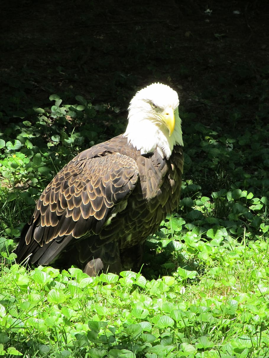bald eagle, looking, bird, wildlife, portrait, head, beak, predator HD wallpaper