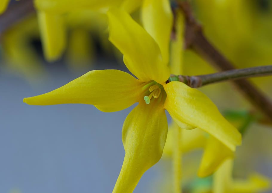 spring awakening, blossom, bloom, forsythia, gold lilac, yellow HD wallpaper