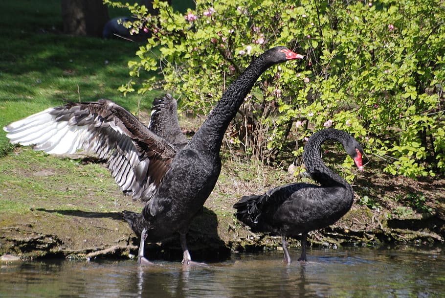 black swan, cygnus atratus, waterbird, beak, lake, wild, wildlife, HD wallpaper
