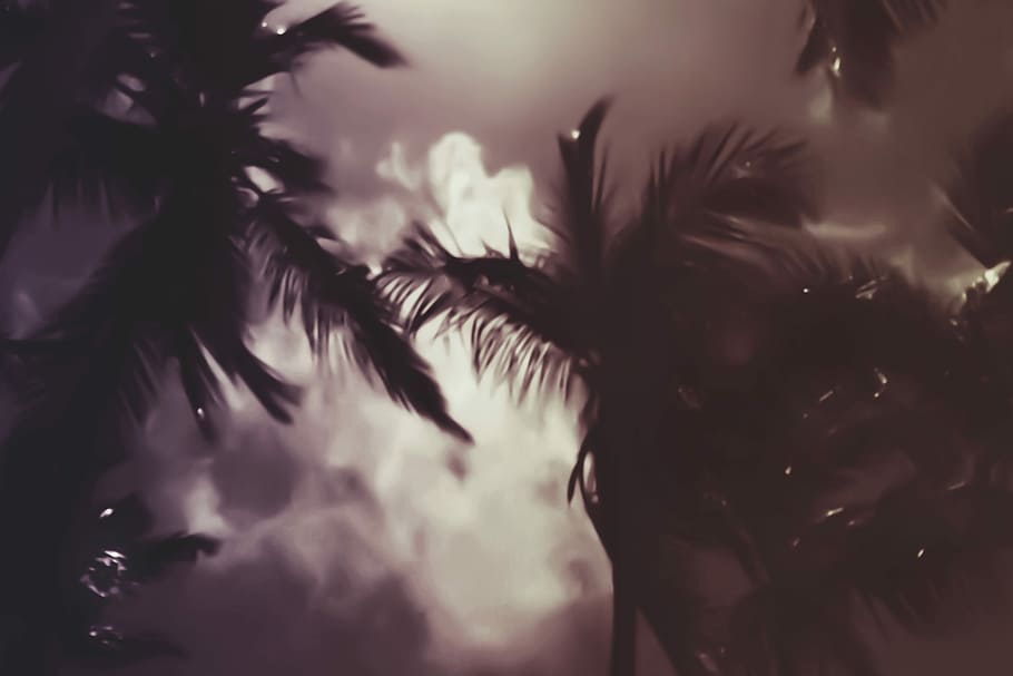 palm trees during daytime in grayscale photograph, silhouette of palm trees HD wallpaper