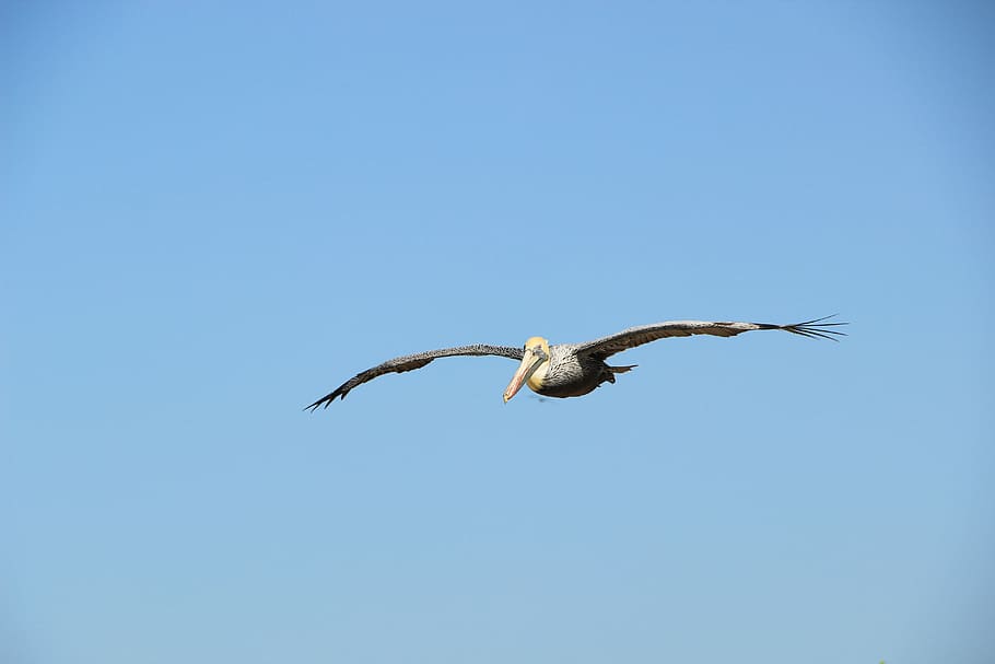 white bird flying under clear blue sky photo taken during daytime, white and black pelican flying at daytime