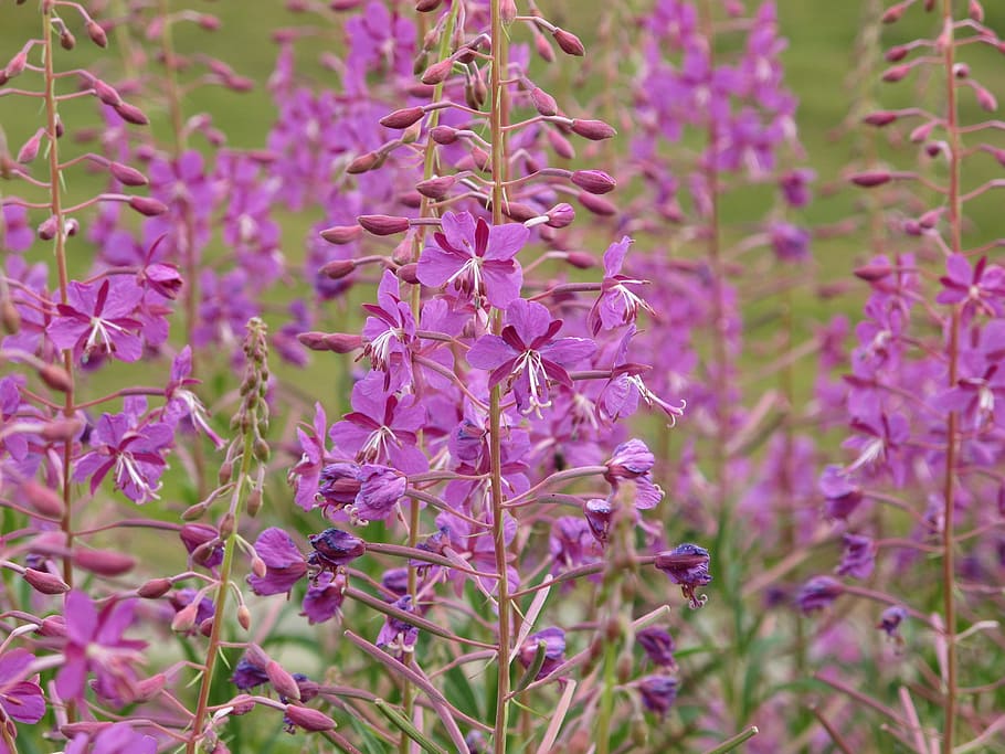 Fireweed, Flower, Pink, Mountain, brittany, epilobium angustifolium HD wallpaper