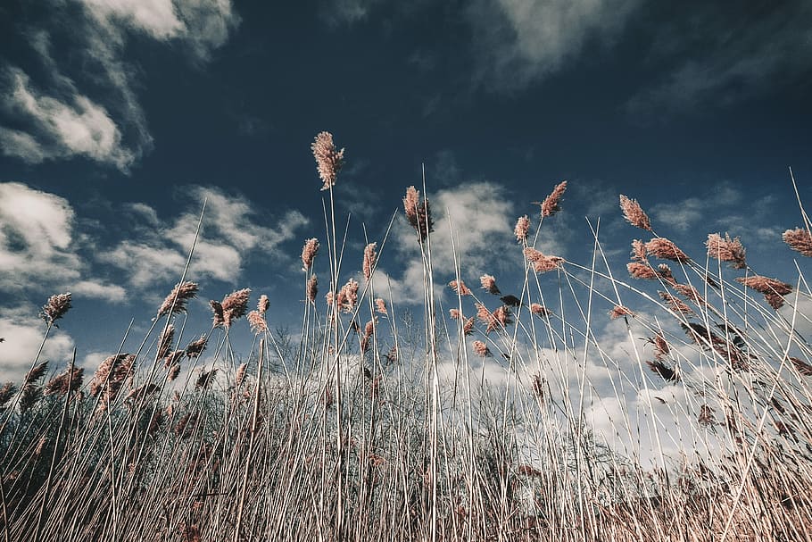 brown grasses with flowers under white clouds at daytime low angle photography, brown wheat field HD wallpaper