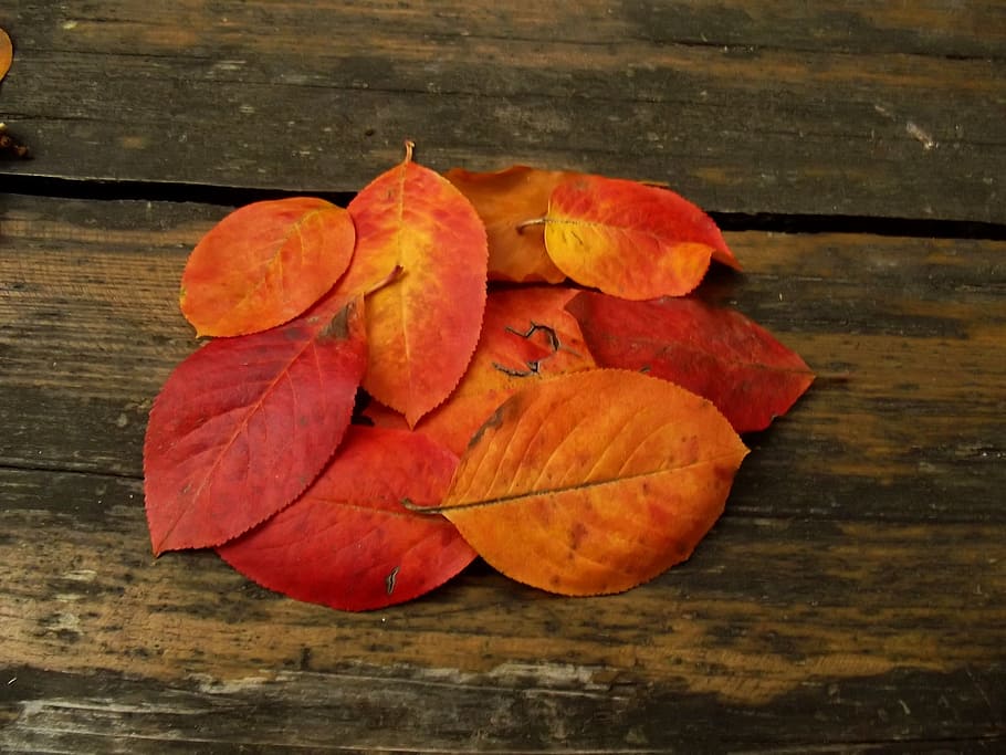 macro, sheet, leaves, wood, nature, brown, colors, wood - material HD wallpaper
