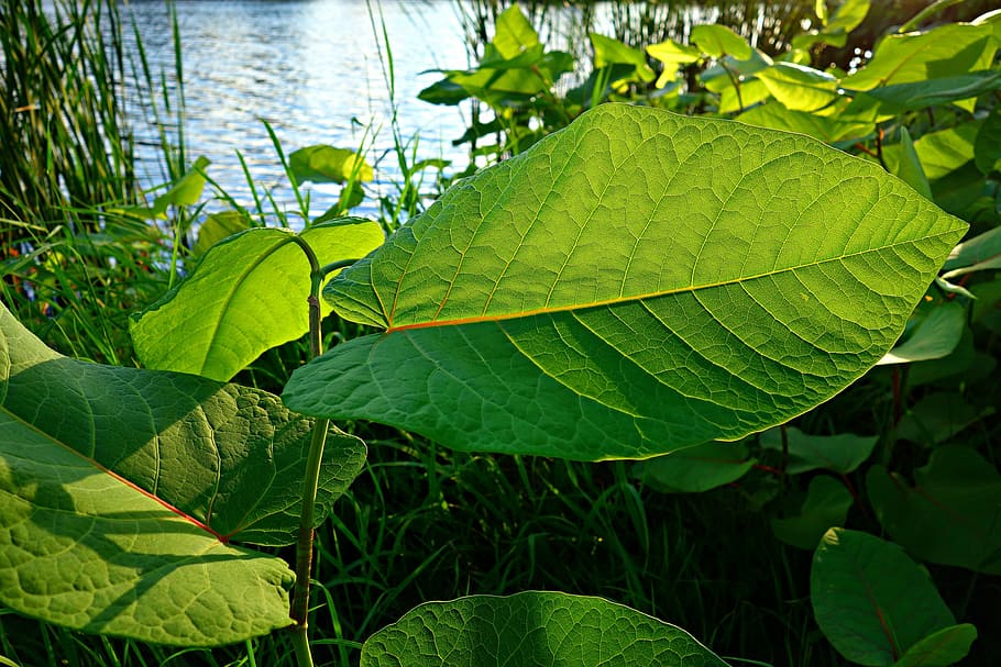 leaf, foliage, vein, backlight, structure, pattern, nature HD wallpaper