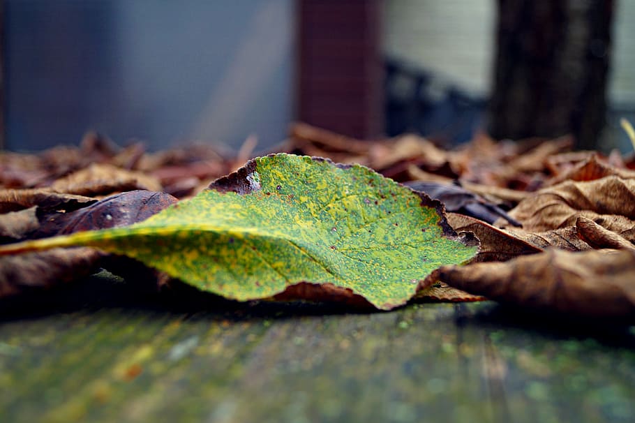 autumn, case, leaves, green, colorful look, leaf, nature, season HD wallpaper