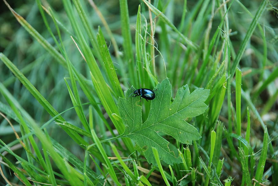 insect, grass, summer, petals, greens, beetle, macro, flora HD wallpaper