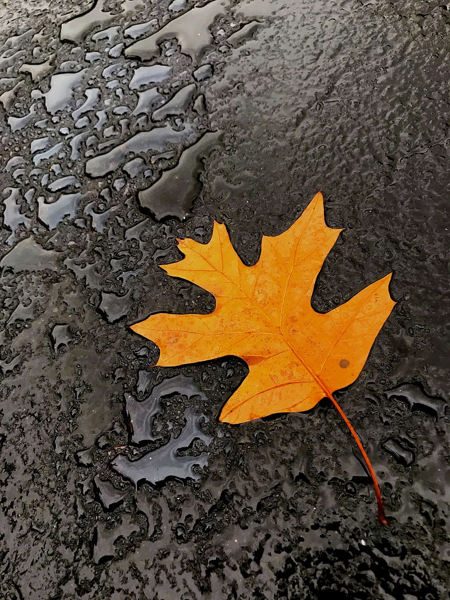 brown leaf on black surface, autumn, fall, water, rain, ground HD wallpaper