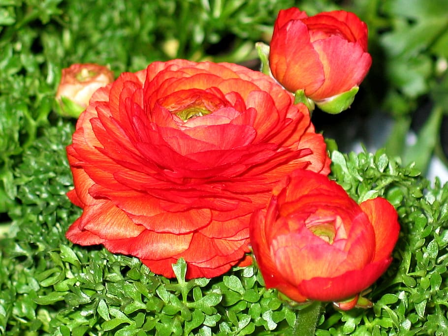 Ranunculus, Flower, Spring, flowers, nature, bright, ranunculus flower HD wallpaper