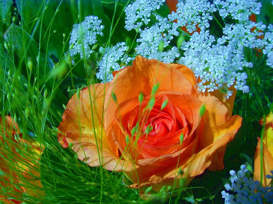 rose, close, beautiful, fragrant, macro, flowering plant, beauty in nature HD wallpaper