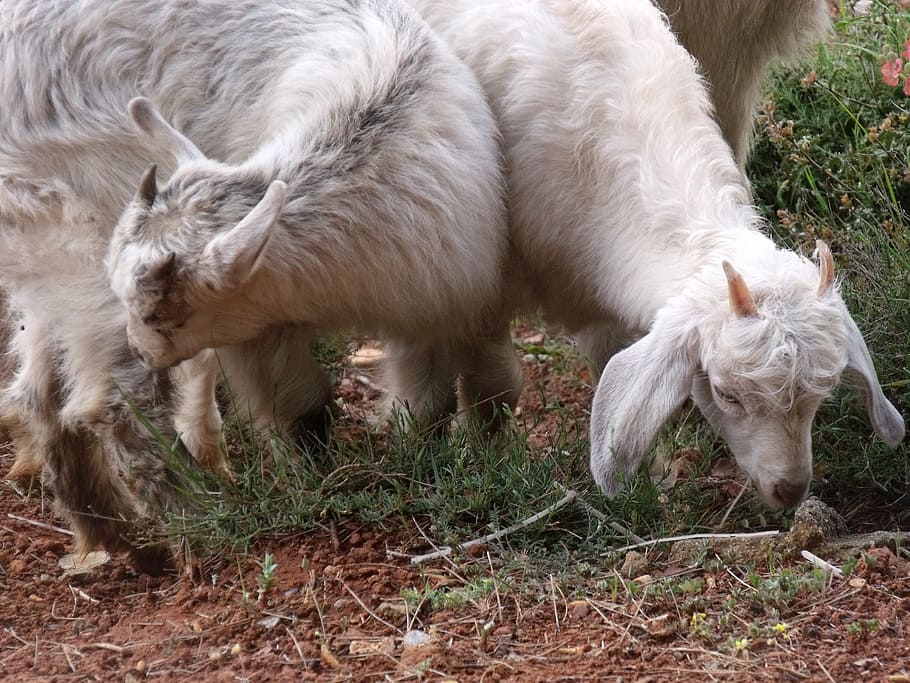 mugla, nature, forest, goat, mammal, domestic, domestic animals HD wallpaper