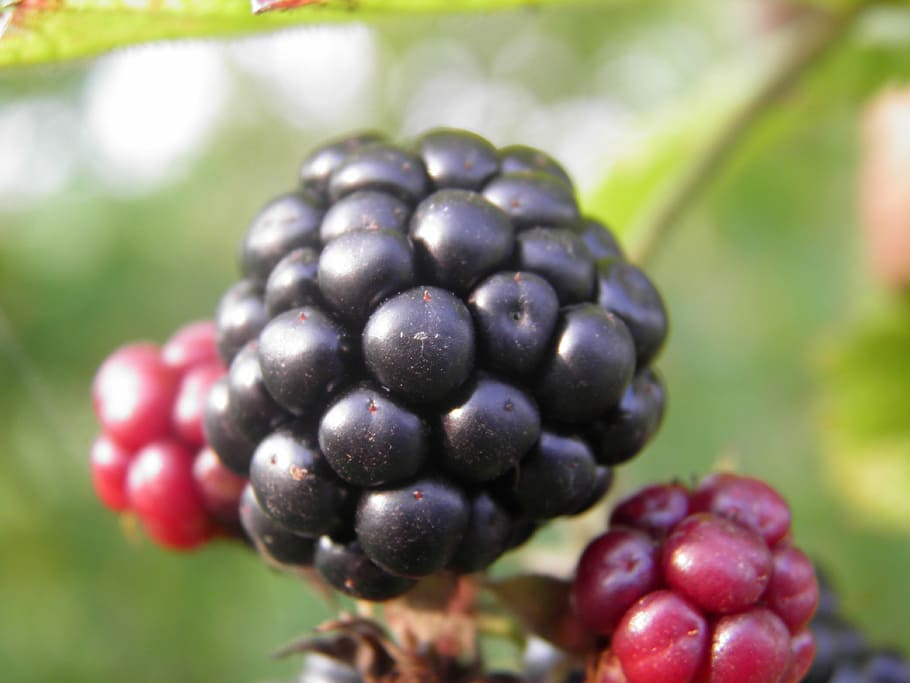 blackberry, fruit, food and drink, healthy eating, berry fruit HD wallpaper