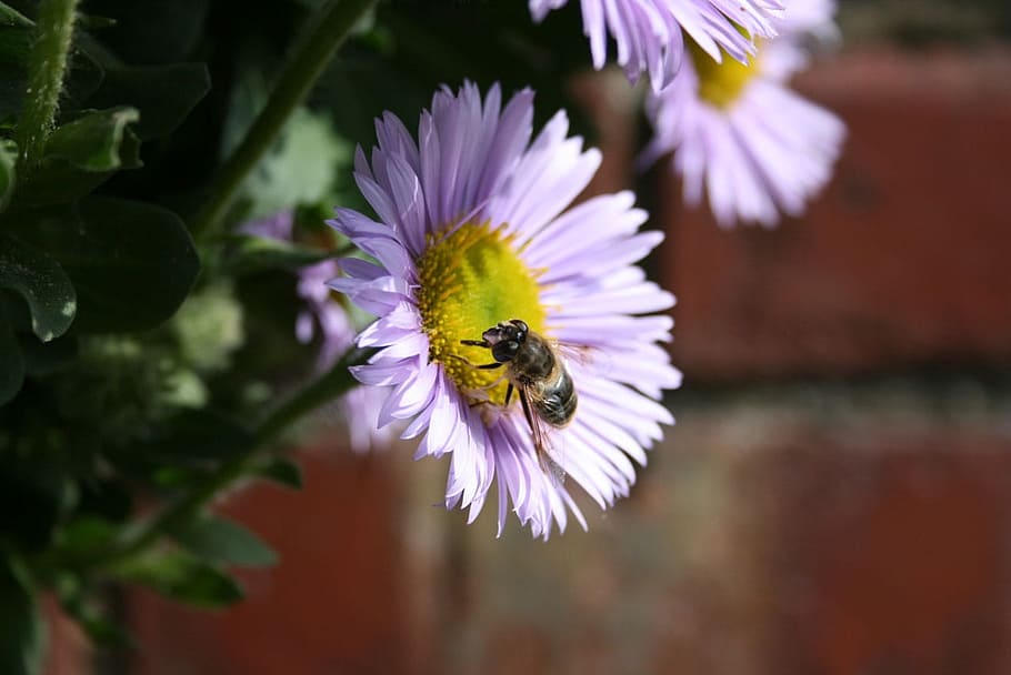 Bee, Flower, Pollen, Plant, Pink, Garden, nature, macro, flight HD wallpaper
