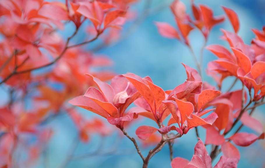 pink leafed plant, red flowers, springtime, bloom, tree, beauty in nature HD wallpaper