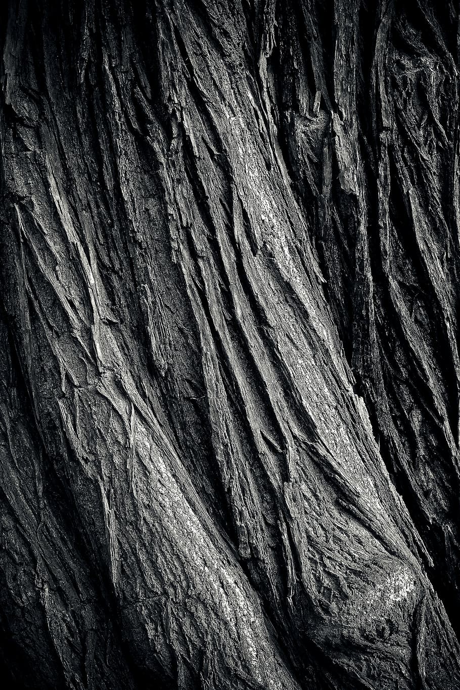 tree, tree bark, log, nature, tribe, wood, forest, structure HD wallpaper