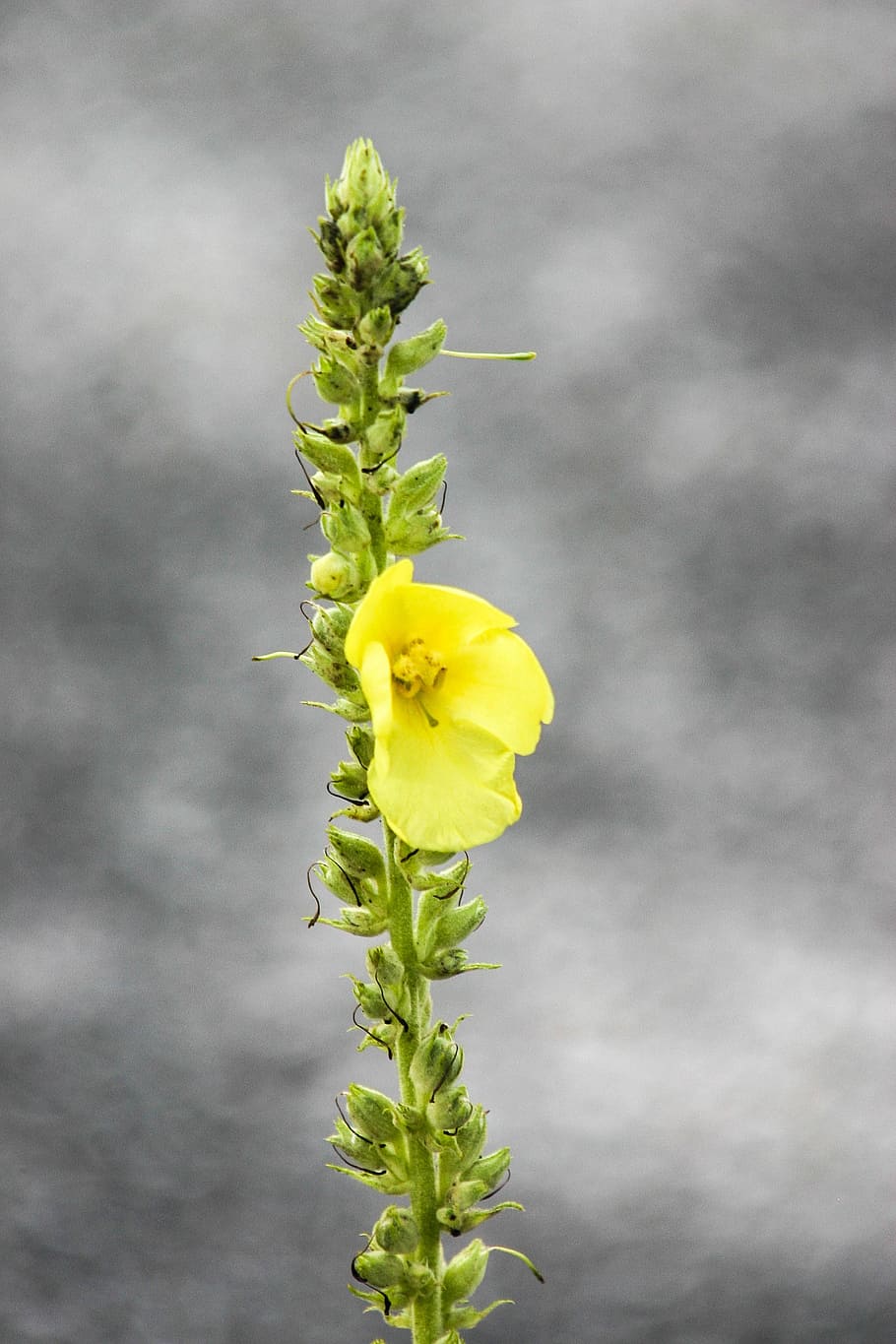 mullein, blossom, bloom, flower, yellow, green, grey, flora HD wallpaper