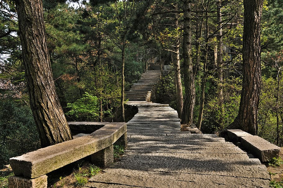 gray wooden pathway near trees, stairs, forest, climb, pierre HD wallpaper
