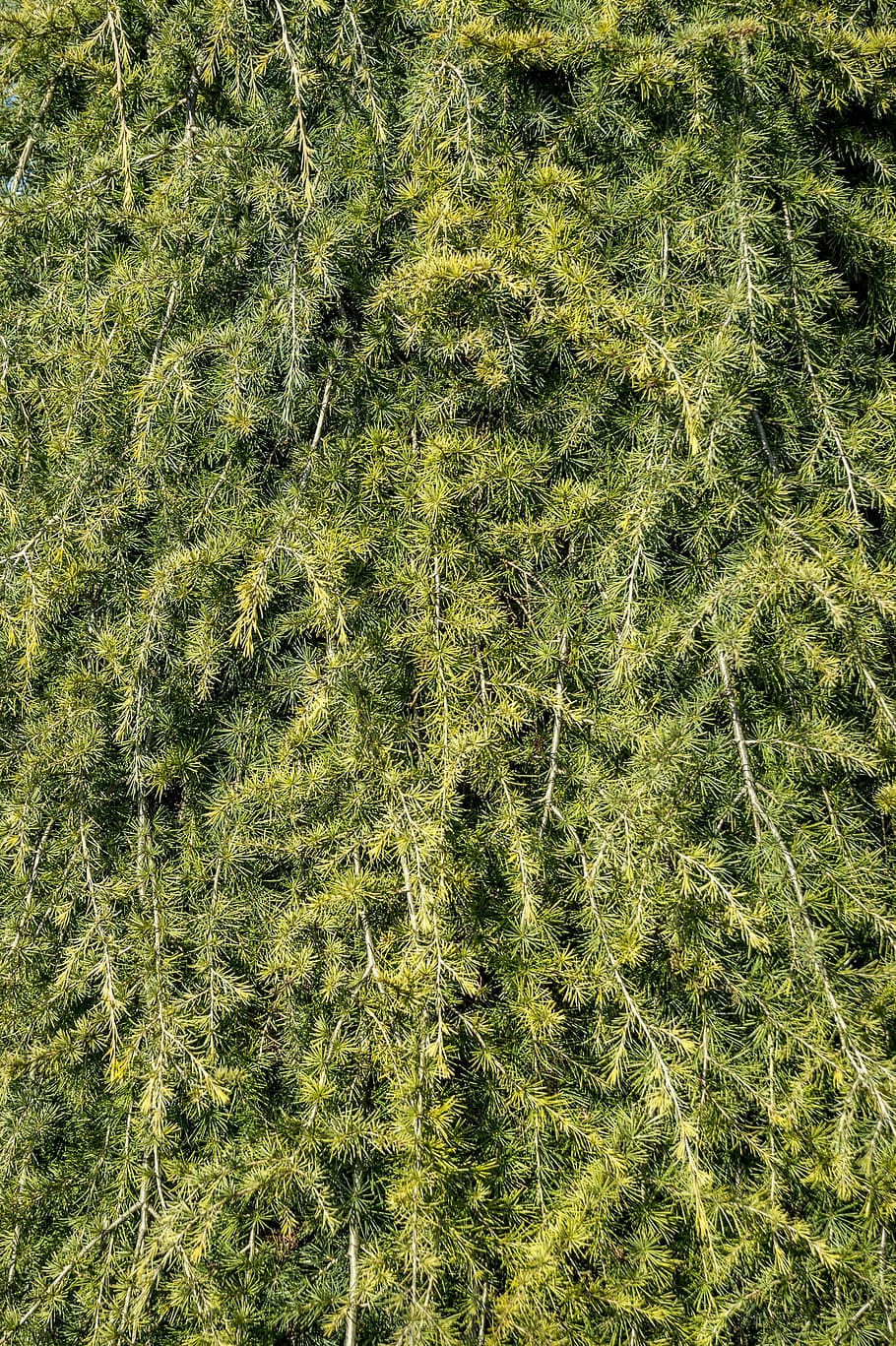 texture, green, periwinkle, tree, branch, pine, needles, plant HD wallpaper