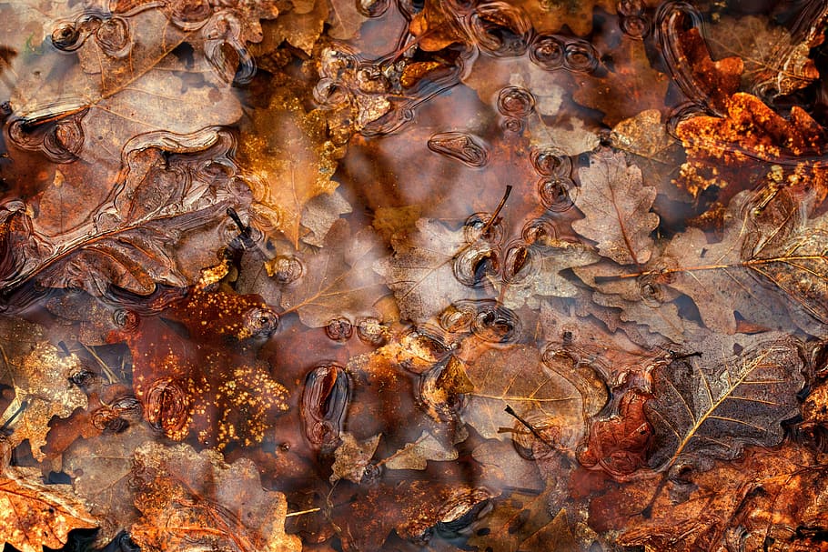 dried brown leaves in water, Puddle, Fall, backgrounds, nature HD wallpaper