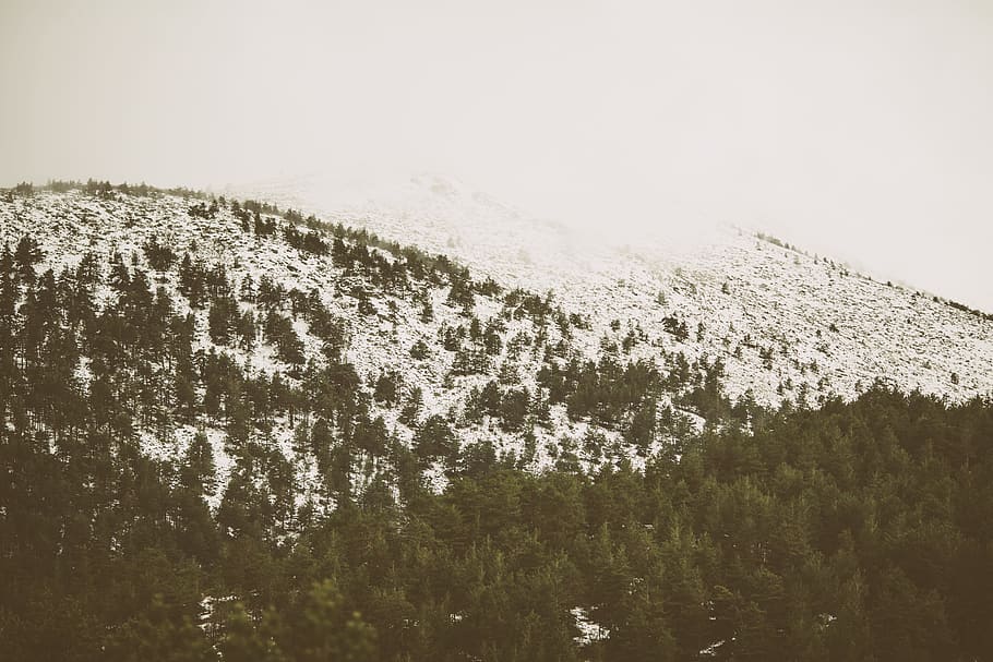 green trees on mountain, green leafed plants covered by snow HD wallpaper