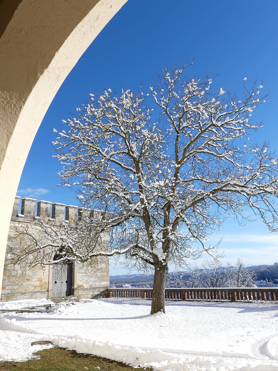 winter, tree, snow, cold, wintry, plant, cold temperature, sky HD wallpaper