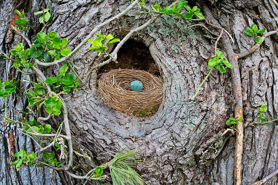 blue egg on nest, bird's nest, robin's nest, robin egg, bird egg, HD wallpaper