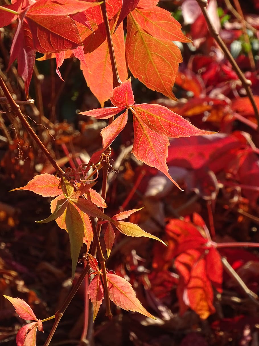 creeper, foliage, red, fall, light, nature, plant, plant part HD wallpaper