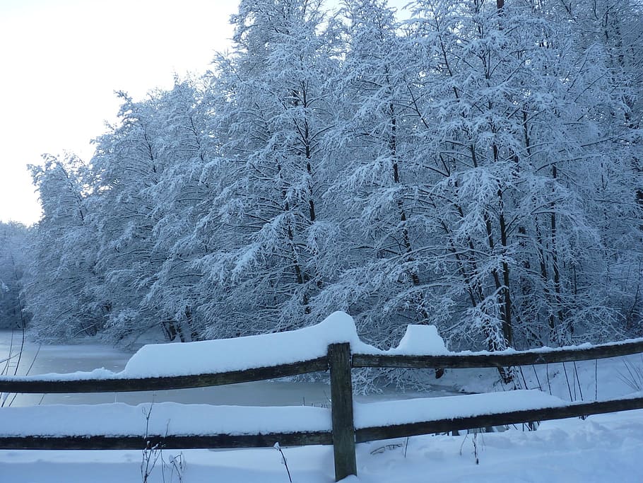 brown wooden fence near pine trees with snow, lake, winter HD wallpaper