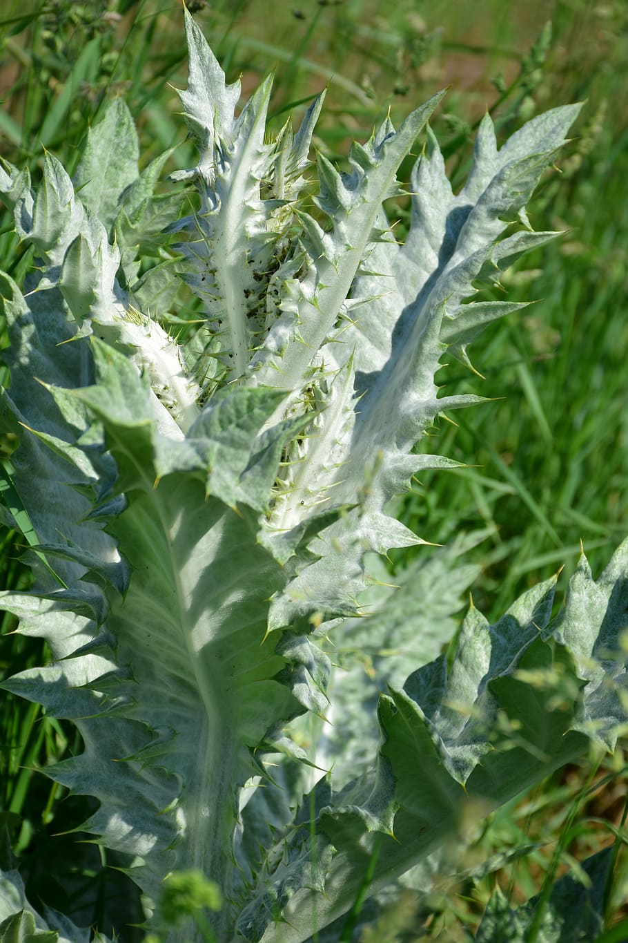 Silver Thistle, Close, Growth, Nature, green, vegetable, food and drink HD wallpaper
