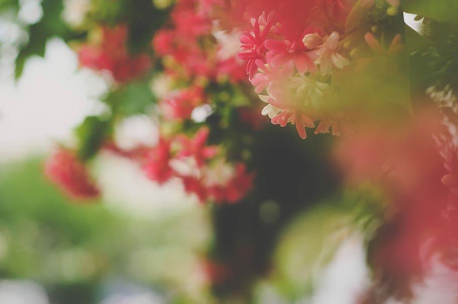 pink flowers in shallow focus shot, selective focus of petaled flower HD wallpaper