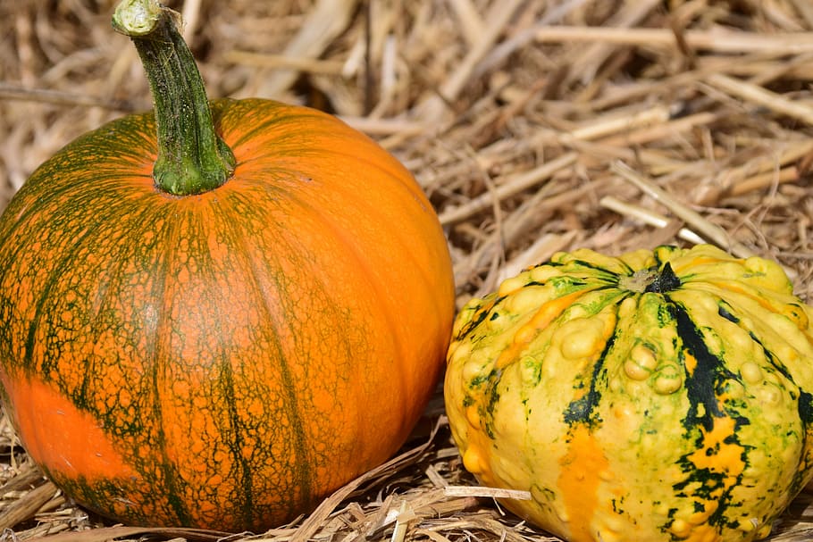 pumpkin, straw, autumn, red, yellow, gourd, rural, agriculture HD wallpaper