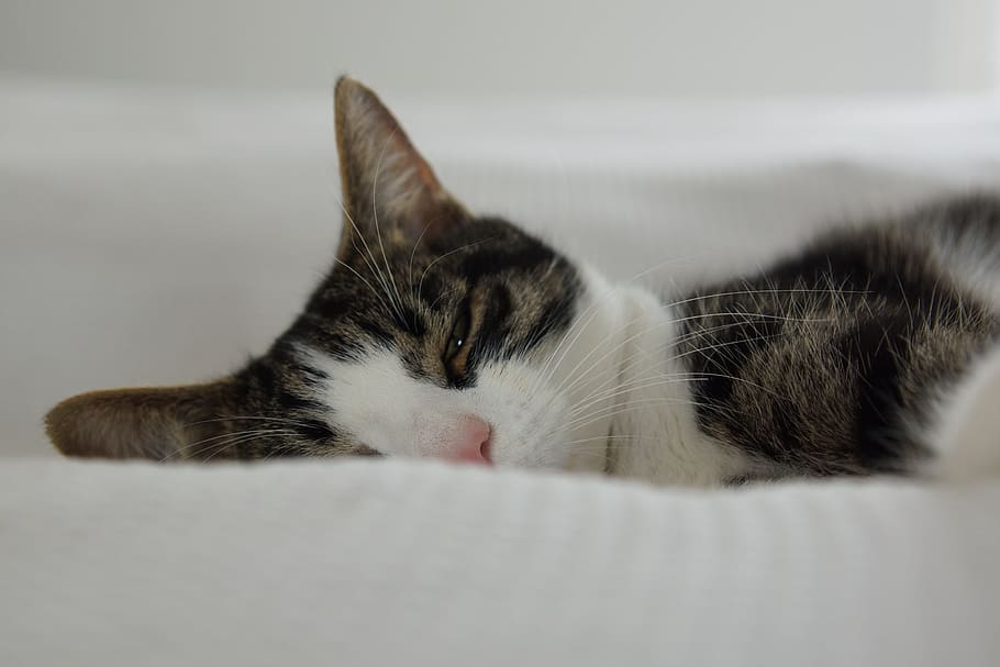 tired, sleep, rest, cat, domestic cat, feline, pets, domestic animals HD wallpaper