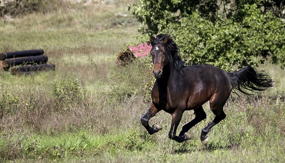 brown horse, animal, nature, field, horses, nature fields, agriculture, HD wallpaper