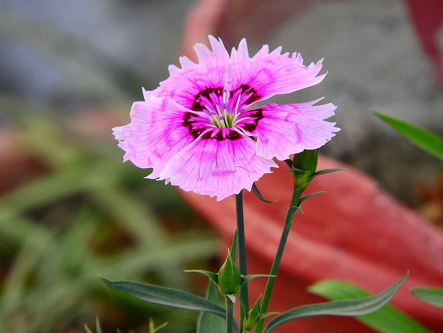 dianthus, flower, garden, colorful, bloom, lawn, season, nature, HD wallpaper