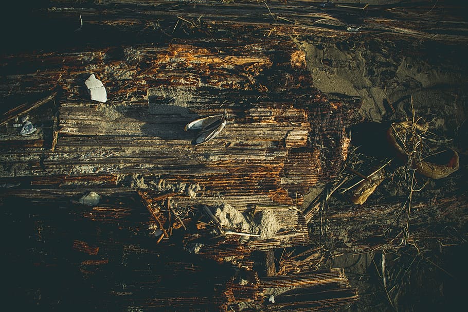 close-up, dirty, exploration, fly, insect, light, outdoors HD wallpaper