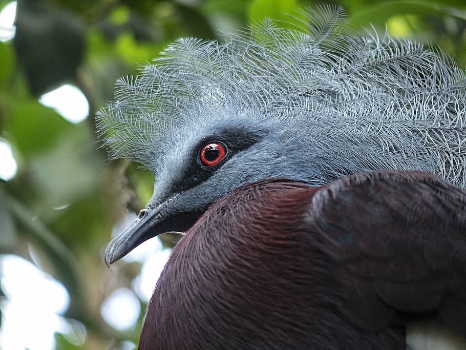 ave, bird, eye, red, crest, fauna, animal, pen, peak, one animal HD wallpaper