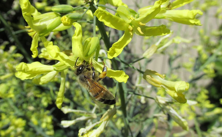 bee, kale, flowers, pollen, animal, invertebrate, animal themes HD wallpaper