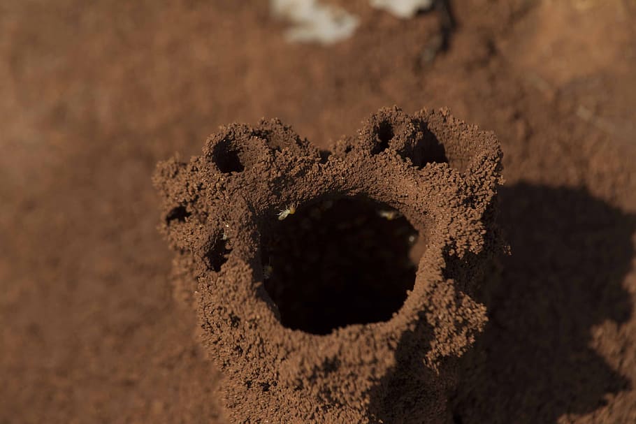 ant-hill, earth, insect, termite, colony, wildlife, anthill HD wallpaper