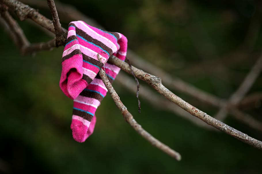 pink and black stripe sock on tree branch, flotsam, lost, garment HD wallpaper