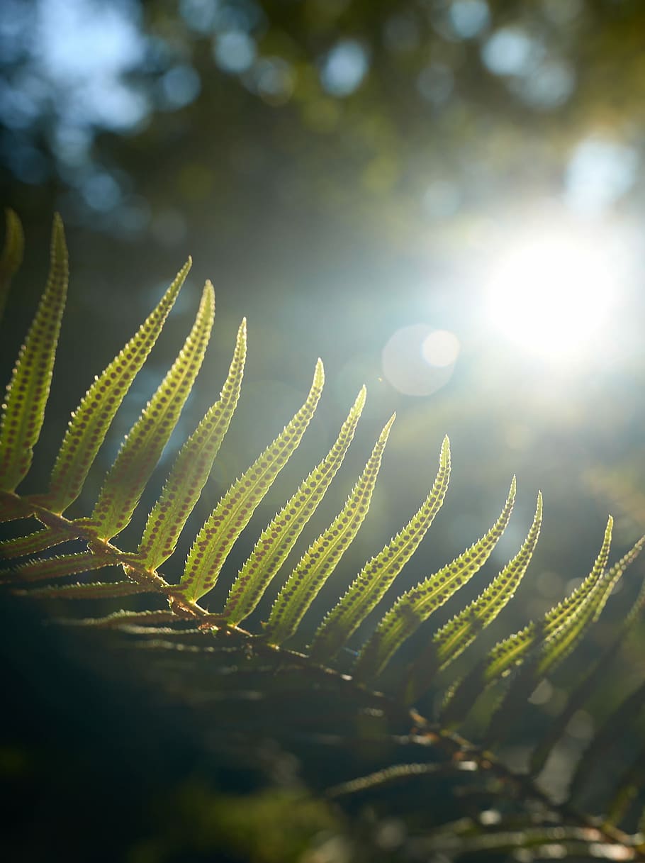 Autumn Sunlight, selective focus photography of green leaf plant HD wallpaper