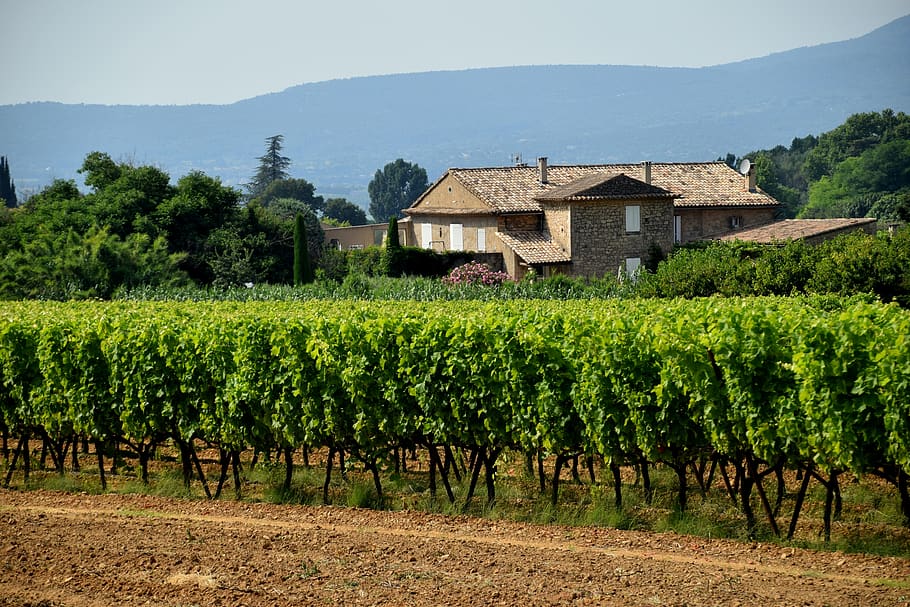 vineyard, grapes, winery, plant, rural scene, farm, field, land HD wallpaper