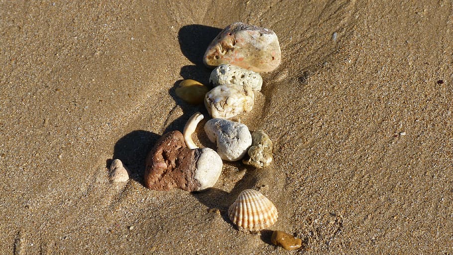 beach, beach sand, shell, decorative, tides, land, nature, sunlight HD wallpaper