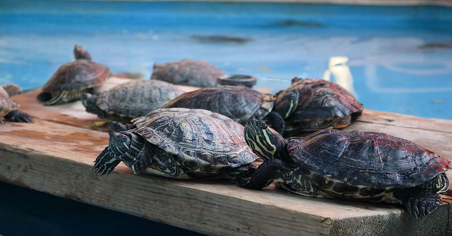turtle, animals, water, cute, nature, animal wildlife, shell HD wallpaper
