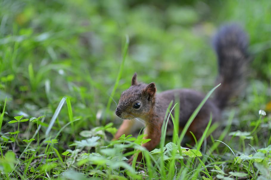 Squirrel, Animals, Greens, one animal, grass, animals in the wild HD wallpaper