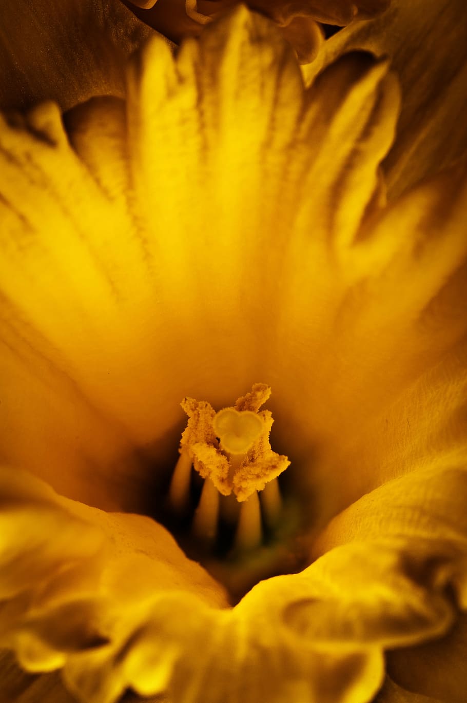 flower, daffodil, yellow, flowering plant, close-up, freshness HD wallpaper