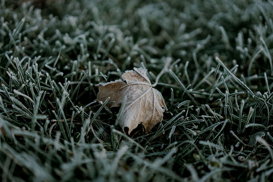 closeup photo of brown leaf on green grass, brown dried leaf HD wallpaper