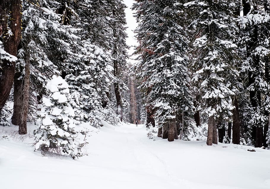 trees covered with snow, green pine trees covered with snow, winter HD wallpaper