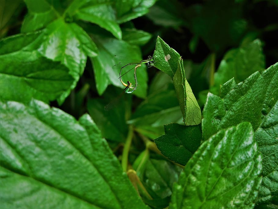 leaves, insects, nature, bug, natural, fly, outdoor, leaf, plant HD wallpaper
