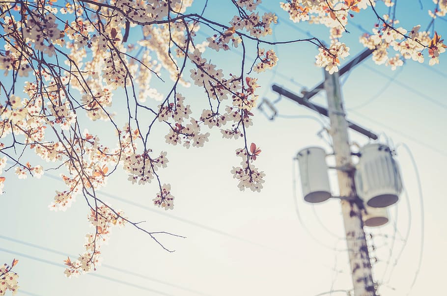 white flowers in shallow focus photography, depth, field, cherry HD wallpaper