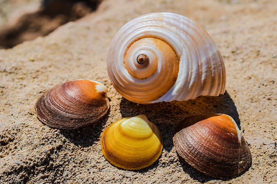 shells, beach, sea, summer, nature, seashell, animal shell HD wallpaper